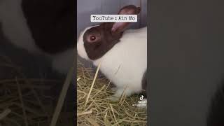 Lapin Hollandais 😍😎 agriculture rabbit elevage cuniculture animals passion [upl. by Delmore436]