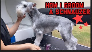 HOW I GROOM A SCHNAUZER 😊 [upl. by Etheline587]