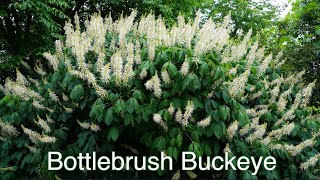 Bottlebrush Buckeye [upl. by Juster910]