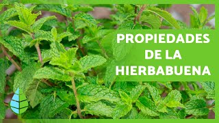 BENEFICIOS de la HIERBABUENA 🌿 Propiedades Cómo Tomarla y Contraindicaciones [upl. by Ibrahim]