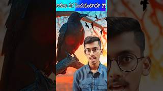 Intresting Fact about Crows facts crow unkownfacts channel subscribe information education [upl. by Sibbie858]