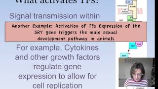 Eukaryotic Gene Expression [upl. by Lantz]