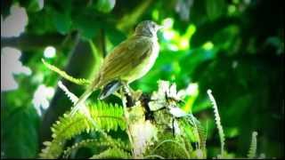 BIRDS SONGS Palebreasted Thrush  Turdus leucomelas  parque natural El Tuparro [upl. by Aiouqahs]