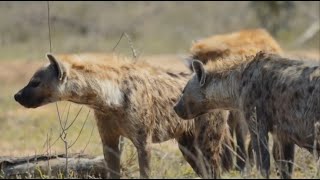 Hyenas Kill Lion Cubs [upl. by Melesa]