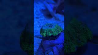 Scoly scolly scolymia corals feeding LPS corals  Salt water aquarium reef tank [upl. by Vogele]