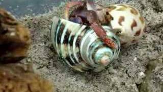 Hermit Crab Shell Change [upl. by Grefer]