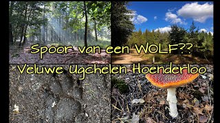 Spoor van een wolf Veluwe Ugchelen Hoenderloo [upl. by Nosyrb]