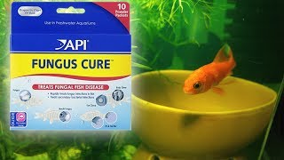 API Fungus Cure Comet Goldfish WORKS [upl. by Sivar]