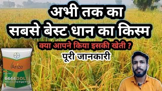 अभी तक का सबसे बेस्ट धान की किस्म 6444 gold Hybrid paddy Chhotakisaan [upl. by Bryon]