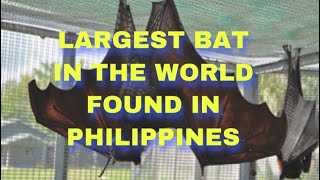 HUMAN SIZED BAT FOUND IN THE PHILIPPINES PINAKAMALAKING PANIKI NAHULI SA PILIPINAS [upl. by Eelrefinnej]