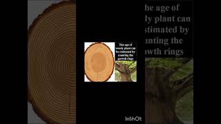 growth ring annual ring woody [upl. by Dougall430]