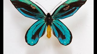 Queen Alexandras Birdwing Butterfly [upl. by Shayna]