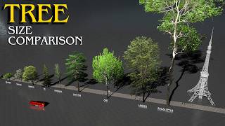 The Tallest TREES in the World 🌳 3D Size Comparison [upl. by Ostler]