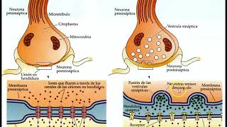 Clase Sinapsis y neurotransmisores parte I [upl. by Ingles358]