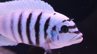 African Cichlid Species  Metriaclima sp quotZebra Chilumbaquot Maison Reef Part 3 [upl. by Abrahan]