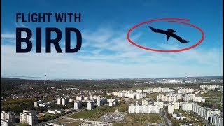 Catches bird in mid flight  FPV Mini Talon [upl. by Ylrehs]