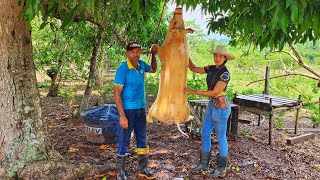 ABATEM0S P0RCO GIGANTE Muita fartura na roça [upl. by Mort802]