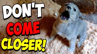 We Rescued a Screaming Puppy [upl. by Thurber954]