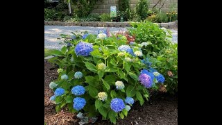 Hard Springtime Pruning of Mophead Hydrangeas [upl. by Josepha12]