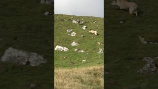 A long run rabbiting ferreting hunting lurcher sukithesaluki rabbitexpress workinglurcher [upl. by Burdelle598]