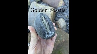 Fossil Colleting Saltwick Bay 2024 October fossilhunting ammonites [upl. by Squire135]