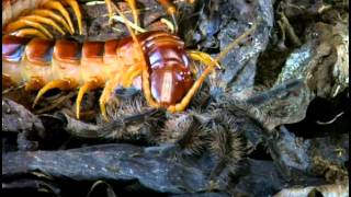 Tarantulas And Their Venomous Relations [upl. by Galateah]