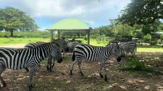 Exploring Calauit Safari Park Palawan 102024 [upl. by Nivlad910]