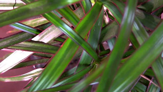 Dragon Tree Dracaena marginata  a houseplant [upl. by Aneres426]