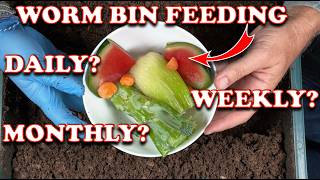 How Much amp How Often Should You Feed Worm Bins  Vermicompost Worm Farm [upl. by Rama]