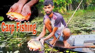 Organic carp fish catching। Big goldfish catching। FishingWorld। [upl. by Ymmik]