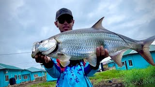 Canal Tarpon from a Gated Community fishing tarpon snook [upl. by Pierrepont]