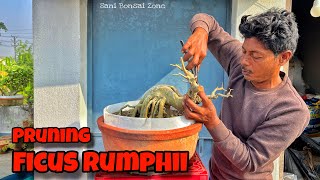 PRUNING FICUS RUMPHII  BONSAI TREE  SANI BONSAI ZONE [upl. by Bouldon]