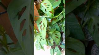 Monstera Adansonii Swiss Cheese bush shortsvideo [upl. by Ferdinanda]