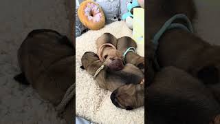 Shar Pei Puppies All Cuddled Up  Adorable Nap Time 😍 puppy sharpei [upl. by Svetlana765]