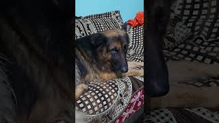 Mumy se Gali khata hu mai Sirf dog funny comedy doglover funniestvideo funnyreel viralvideo [upl. by Hnaht]