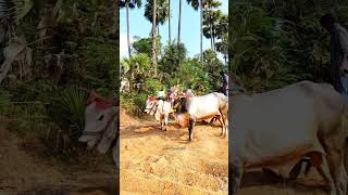 powerful Ongole gitta Dheera  Ongole bulls  MID Ongole bulls Dheera Rana [upl. by Atinaujnas]