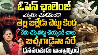 Swethagram Tree  కార్తీక మాసం శ్వేతాగ్రామ్ పూజ  Law Of Attraction  Manifestation  100 TV Money [upl. by Ythomit]