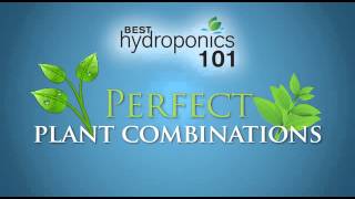 Best Hydroponics System for Growing 420 Marijuana  420 Hydroponics 101 [upl. by Nemrac]