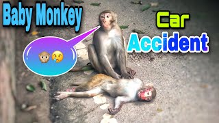 Baby Monkey Car Accident  monkey accident on road  Its Personal Club  Vlogs 114  Sn shohag [upl. by Ervin586]