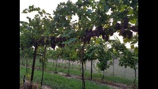 Annata 2018 Pinot grigio [upl. by Jennie]