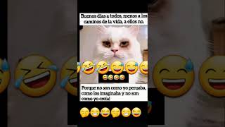 Yo vivid en tu codazondcito 😘🥰💖💕💘💕💕💕💕💕💕cat live 2024 parati fyp [upl. by Yeldah]