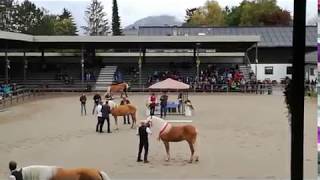 veulenveiling en hengstenshow Ebbs 2017 Fohlenhof Ebbs  Haflinger Pferdezuchtverband Tirol [upl. by Hirschfeld]