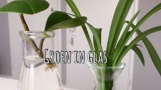 🌱🌿☘️ Tips en trics om je stekjes in water te laten wortelen 🌱🌿☘️ [upl. by Howlyn]