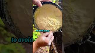 Rubber Extraction How Latex is Harvested from Trees shorts [upl. by Attenohs611]