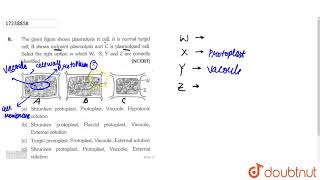 The given figures shows plasmolysis in cell A is normal turgid cell B shows incipent plasmolys [upl. by Eneladgam]