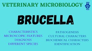 Brucella amp Brucellosis Pathology amp Microbiology [upl. by Ellennod773]