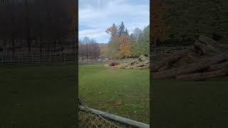 shorts Wisent HeimatTierpark Olderdissen Bielefeld 05112024 [upl. by Yenahpets792]