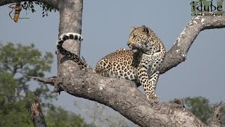 Leap Of Leopards  Mother And Cubs 28 Youngsters Alone [upl. by Nonohcle417]