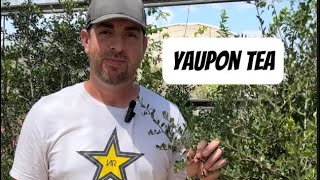 🍃Yaupon Tea 🫖 [upl. by Yvad]