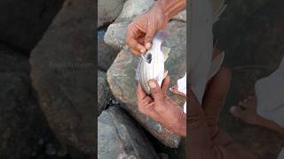 നിങ്ങൾക്ക് വലിയ മീനിനെ പിടിക്കണോ fishing fisherman seafishing fishingmalayalam fish shorts [upl. by Danielson]